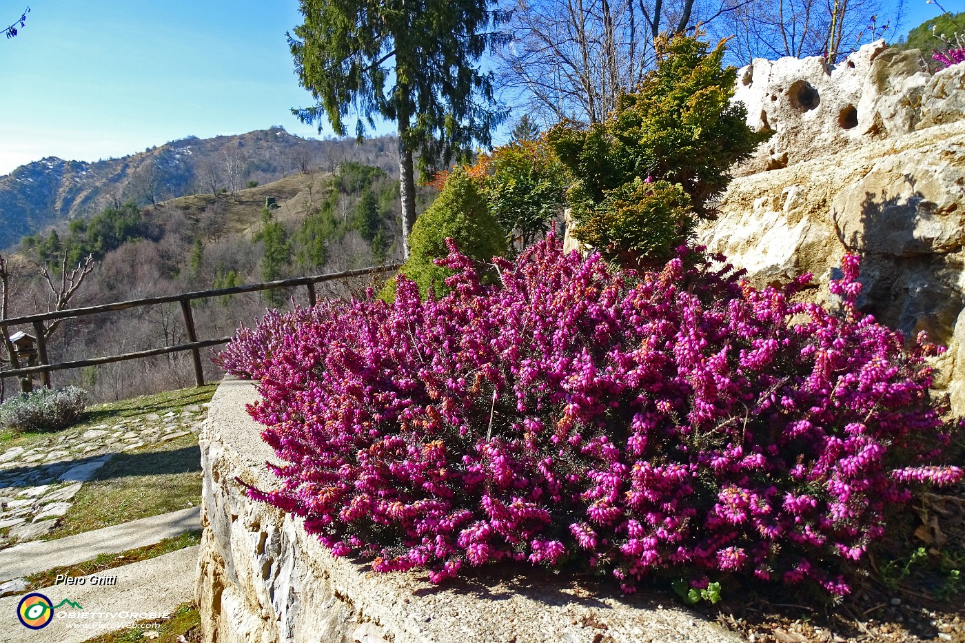 28 Erica in fiore.JPG -                                